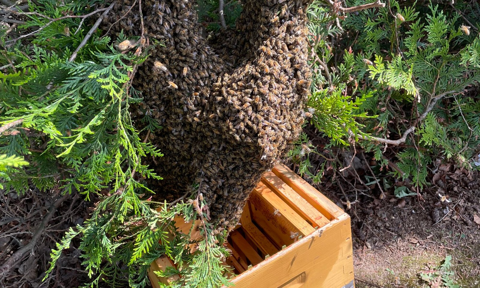 essaims d'abeilles sur une branche