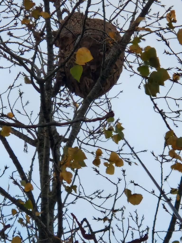 Un nid de frelon asiatique dans un arbre à plus de 30 mètres de haut.