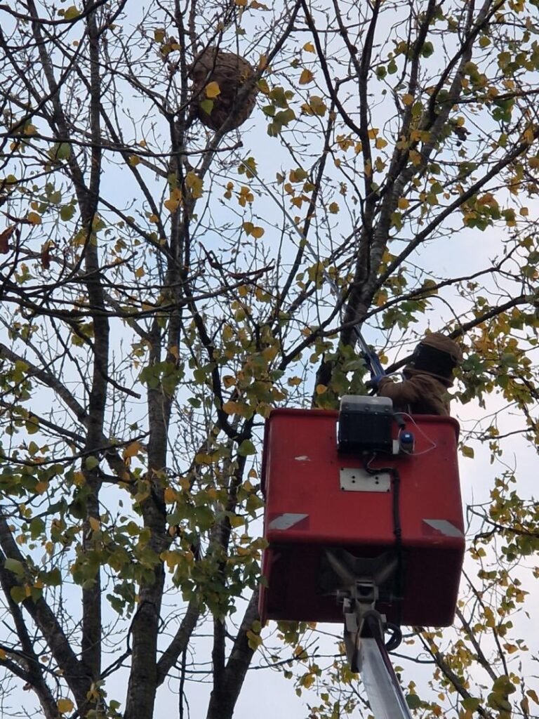 Destruction du nid de frelons asiatiques