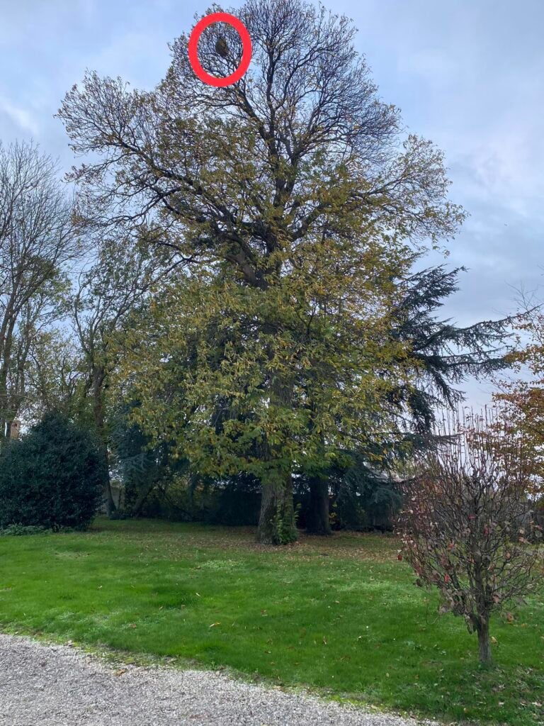 Très gros nid de frelons asiatiques dans le haut d'un arbre. Il est bien trop haut pour notre perche.