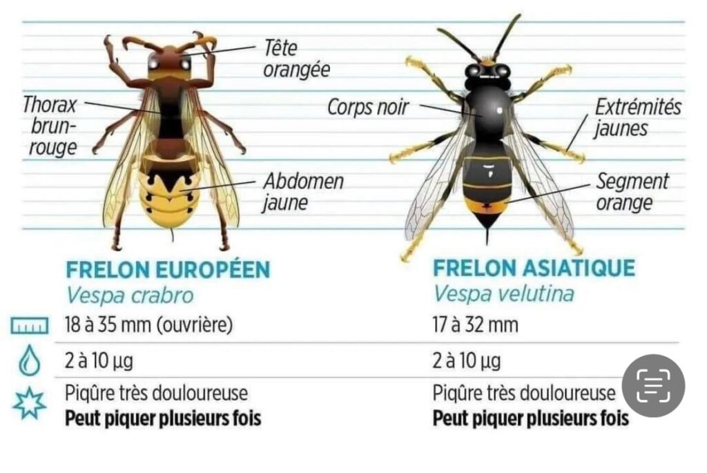 différence entre les deux frelons