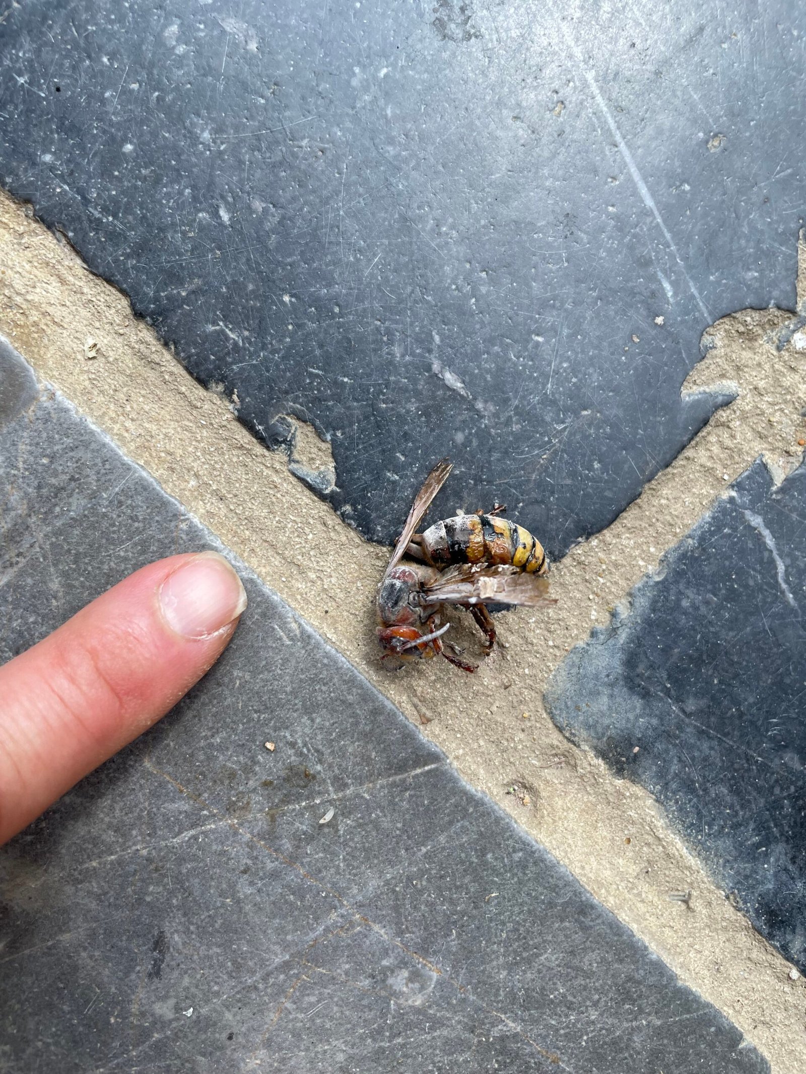 destruction d'un nid de frelon européen. Un frelon est au sol.
